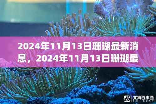 2024年11月13日珊瑚最新消息,生态恢复与保护的新进展揭秘