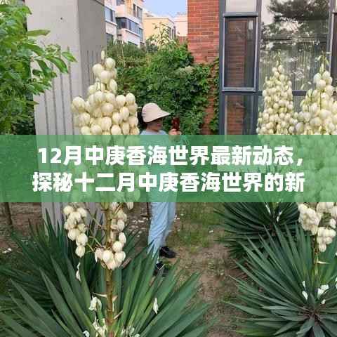 揭秘十二月中庚香海世界最新动态,三大要点深度解读