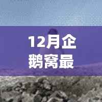12月企鹅窝最新版,企鹅窝的温馨日常,12月最新版的故事