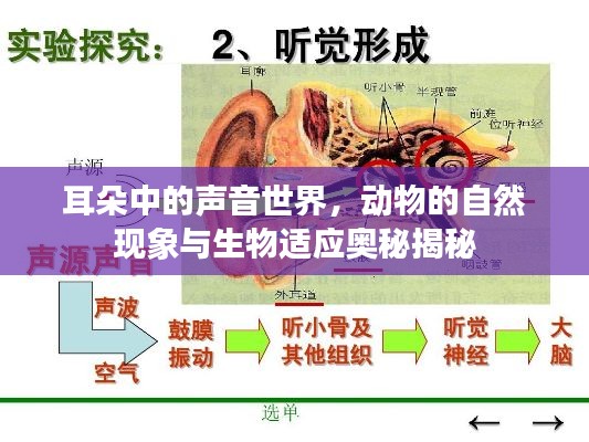 耳朵中的声音世界,动物的自然现象与生物适应奥秘揭秘