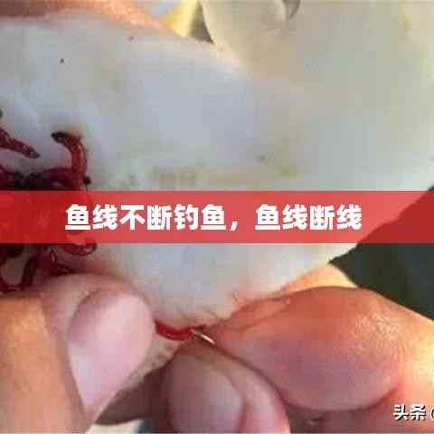 鱼线不断钓鱼,鱼线断线