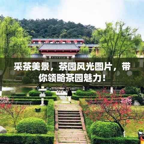 采茶美景,茶园风光图片,带你领略茶园魅力!