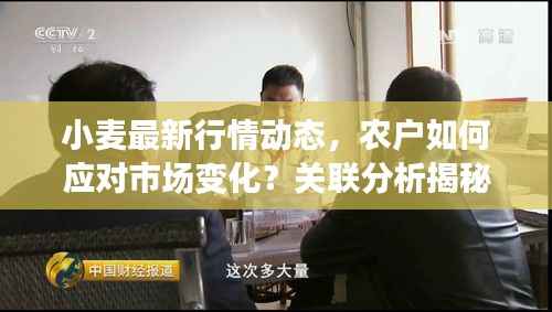 小麦最新行情动态,农户如何应对市场变化?关联分析揭秘!