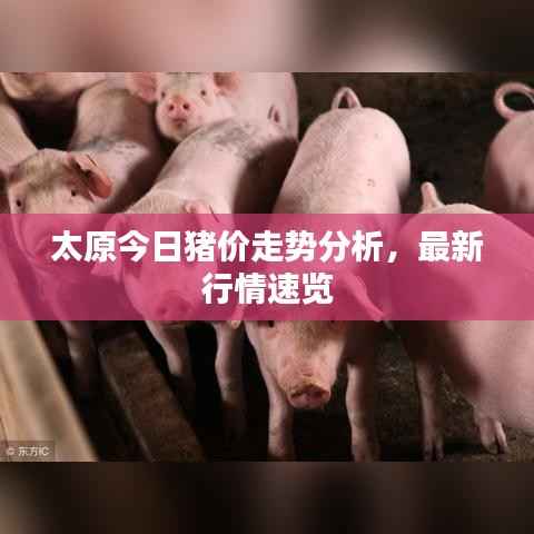 太原今日猪价走势分析,最新行情速览