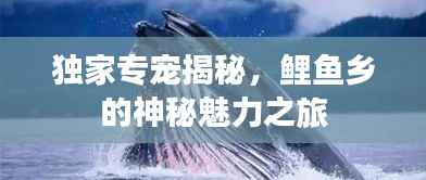 独家专宠揭秘,鲤鱼乡的神秘魅力之旅