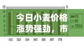 今日小麦价格涨势强劲,市场走势分析!